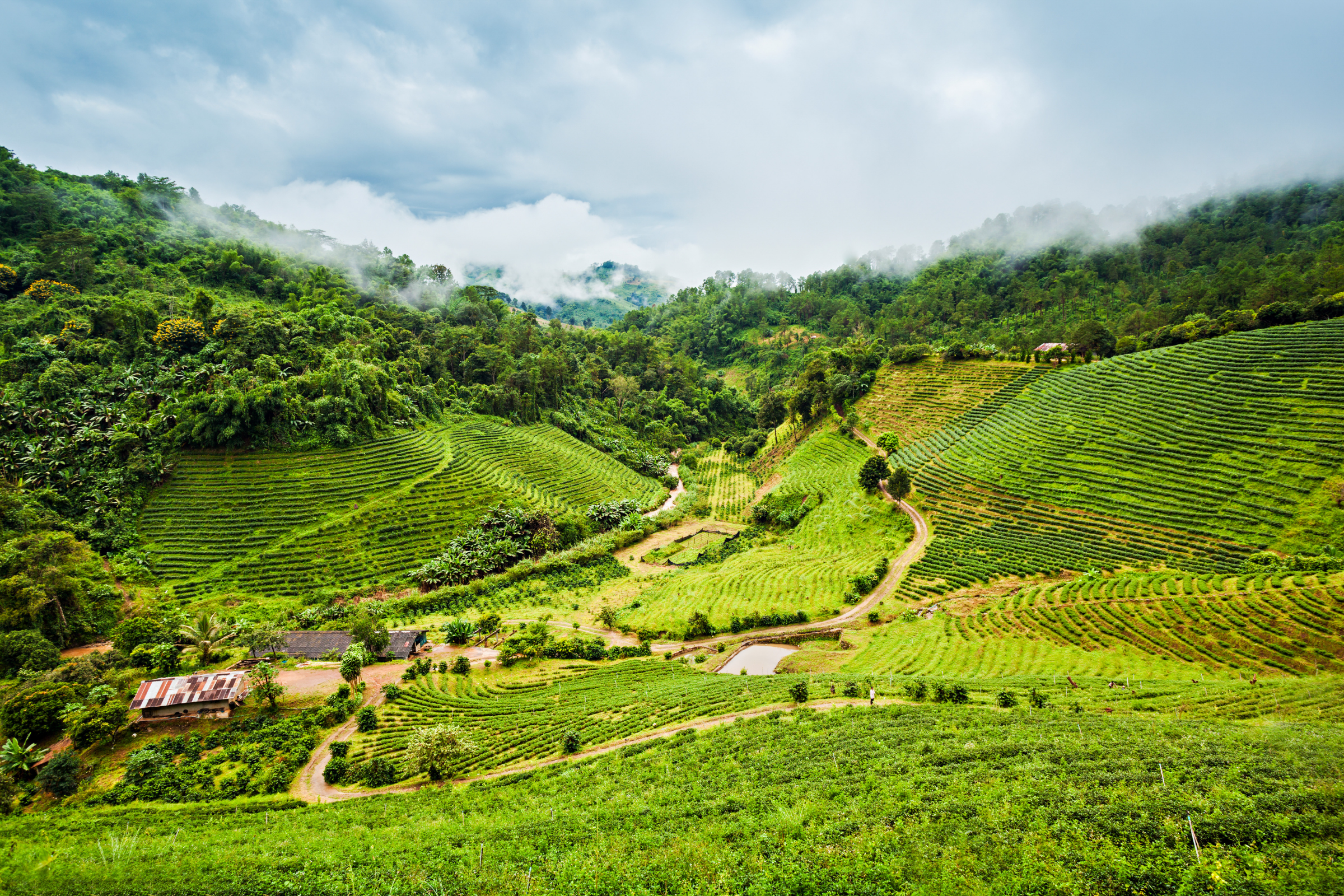 doi mae salong.webp